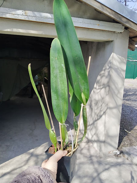 Cattleya schroederae.jpg