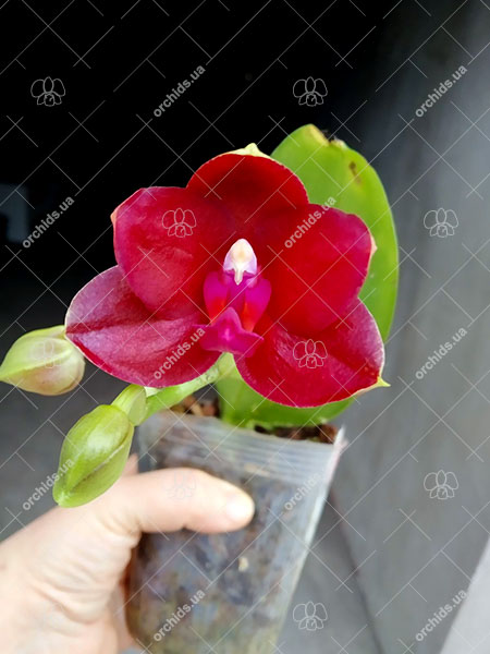 Phalaenopsis Mituo Sun 'Mituo #1' x Ld's Bear King 'RK-1'.jpg