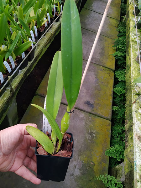 Cattleya warscewiczii semi-alba 'Kathleen' x warscewiczii semi-alba 'Bedford'.jpg