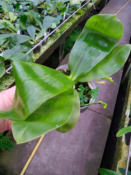 Phalaenopsis javanica 'Yin#2' x javanica 'Yin#1'.jpg