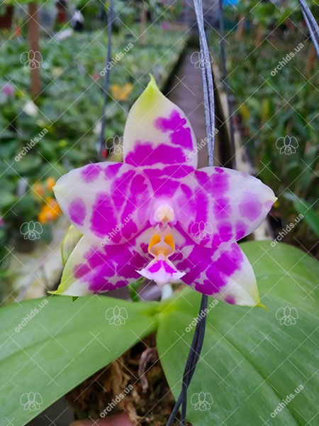 Phalaenopsis Mituo Purple Dragon 'BLue White' x Mituo Golden Tiger 'TTT'.jpg