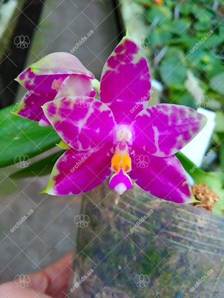 Phalaenopsis Mituo Purple Dragon 'BLue White' x Mituo Golden Tiger 'TTT'.jpg