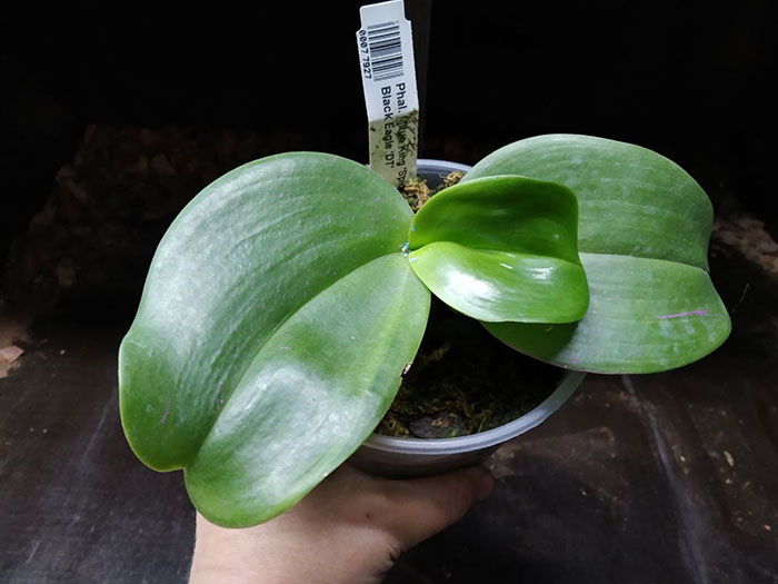 Phalaenopsis Mituo King 'Spider Web' x Black Eagle 'DT'.jpg