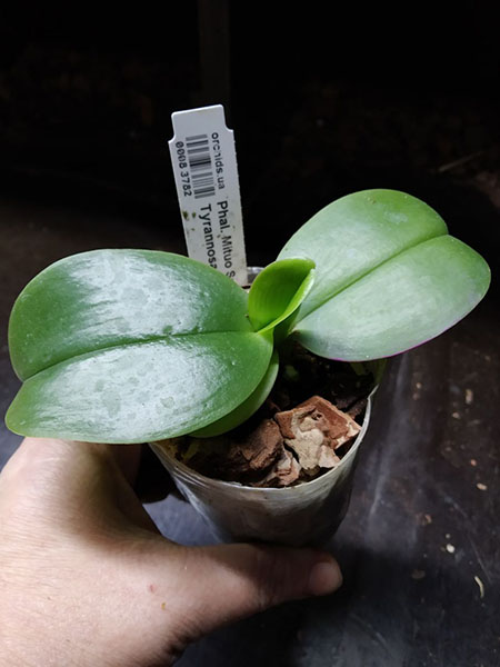 Phalaenopsis Mituo Sun x Zheng Min Tyrannosaurus.jpg