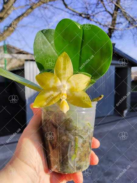 Phalaenopsis Yaphon 'Yellow Story' x Nobby's 'Doctor Chu'.jpg