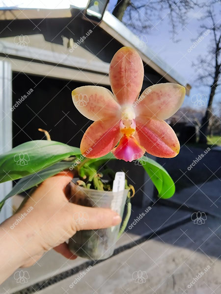 Phalaenopsis Joy Spring Venus x Mambo.jpg