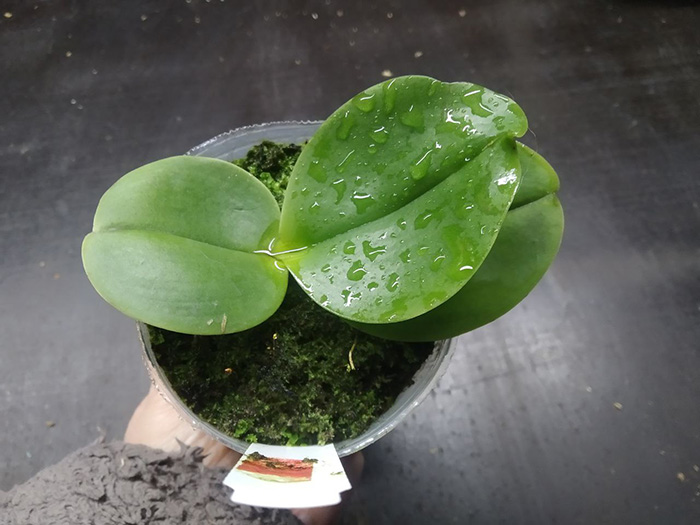 Phalaenopsis Mituo King 'Round'.jpg