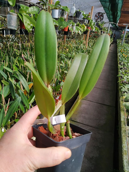 Cattleya lueddemanniana (alba 'Orion' x carnea 'Drago').jpg