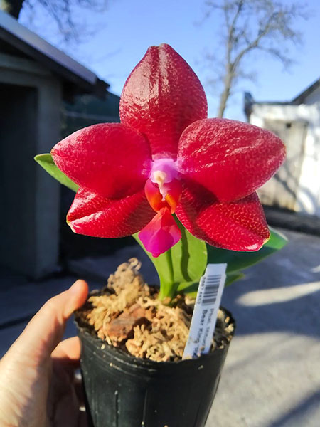 Phalaenopsis Mituo Sun 'Mituo #1' x Ld's Bear King 'RK-1'.jpg