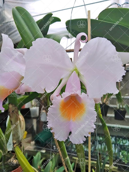 Cattleya schroederae.jpg