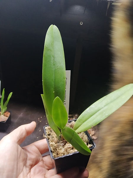 Cattleya maxima x dowiana aurea.jpg