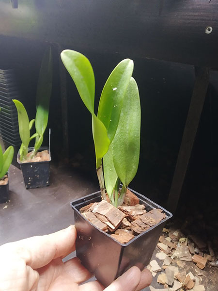 Cattleya dowiana aurea x warscewiczii alba 'Nevado'.jpg