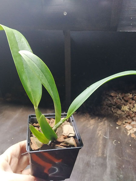 Cattleya (luedemanniana coerulea x warscewiczii coerulea).jpg