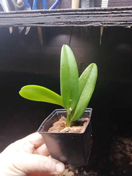 Cattleya luedemanniana x dowiana aurea.jpg