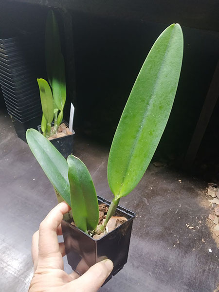 Cattleya eldorado x dowiana aurea.jpg