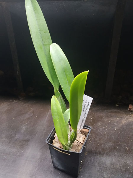 Cattleya Empress Frederik (mossiae semi-alba x dowiana).jpg