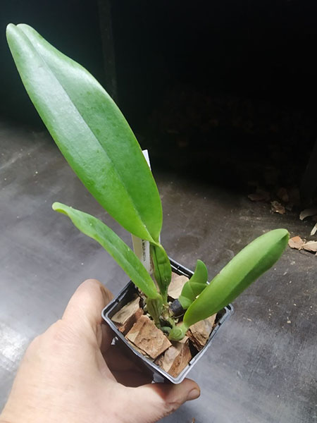 Cattleya Zephyr (schroederae x dowiana) Colombia.jpg