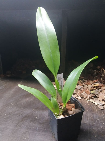 Cattleya Maggie Raphael (dowiana x trianae semi-alba).jpg