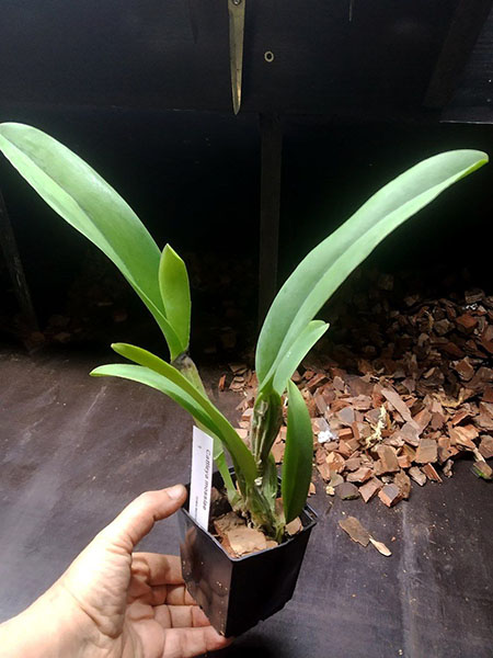 Cattleya mossiae.jpg