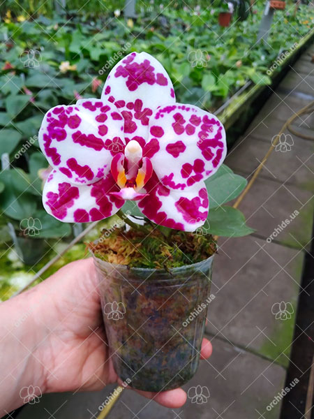 Phalaenopsis Mituo Sunrise 'Mituo Snake'.jpg