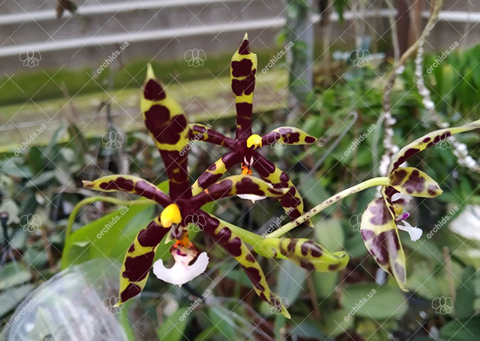 Phalaenopsis pantherina x mannii 'Big Black'.jpg