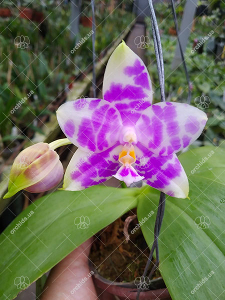 Phalaenopsis Mituo Purple Dragon 'BLue White' x Mituo Golden Tiger 'TTT'.jpg