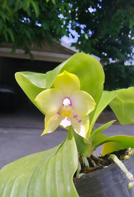 Phalaenopsis Mituo Prince 'Bb' x Lyndon Reflex 'Mituo #1'.jpg