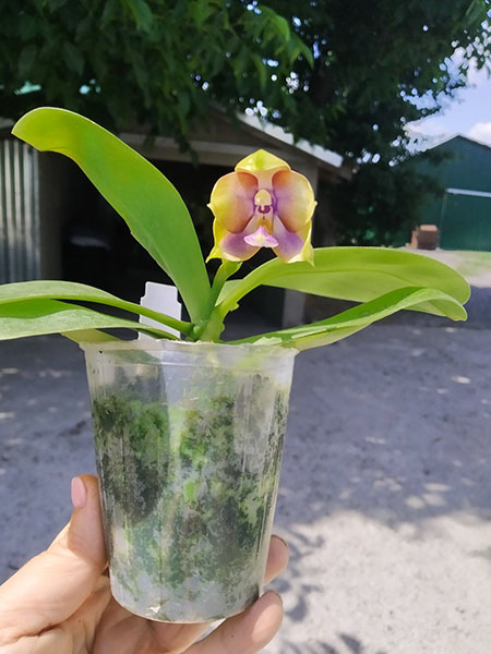 Phalaenopsis Mituo Princess 'Black Beauty' x (Lyndon Gold Ring x Miro Super Star).jpg