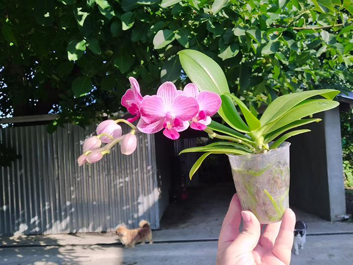Phalaenopsis Mituo Speciosa 'Blue Starfish' x Sogo Vivien 'VQ'.jpg
