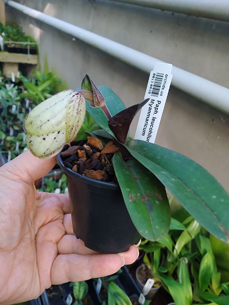 Paphiopedilum leucohilum x Myanmaricum.jpg