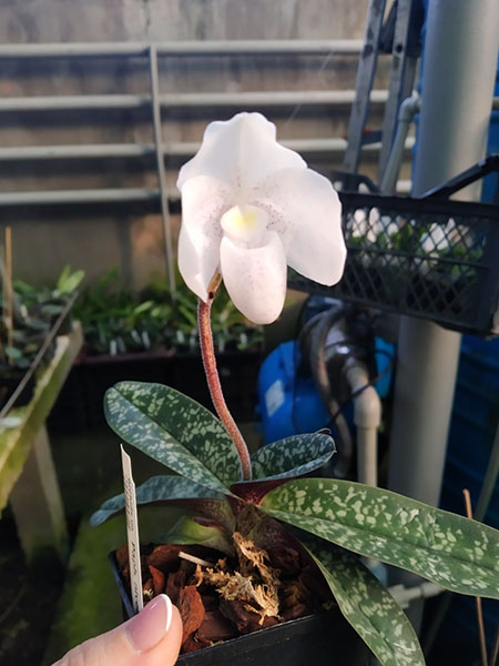 Paphiopedilum niveum (1508).jpg