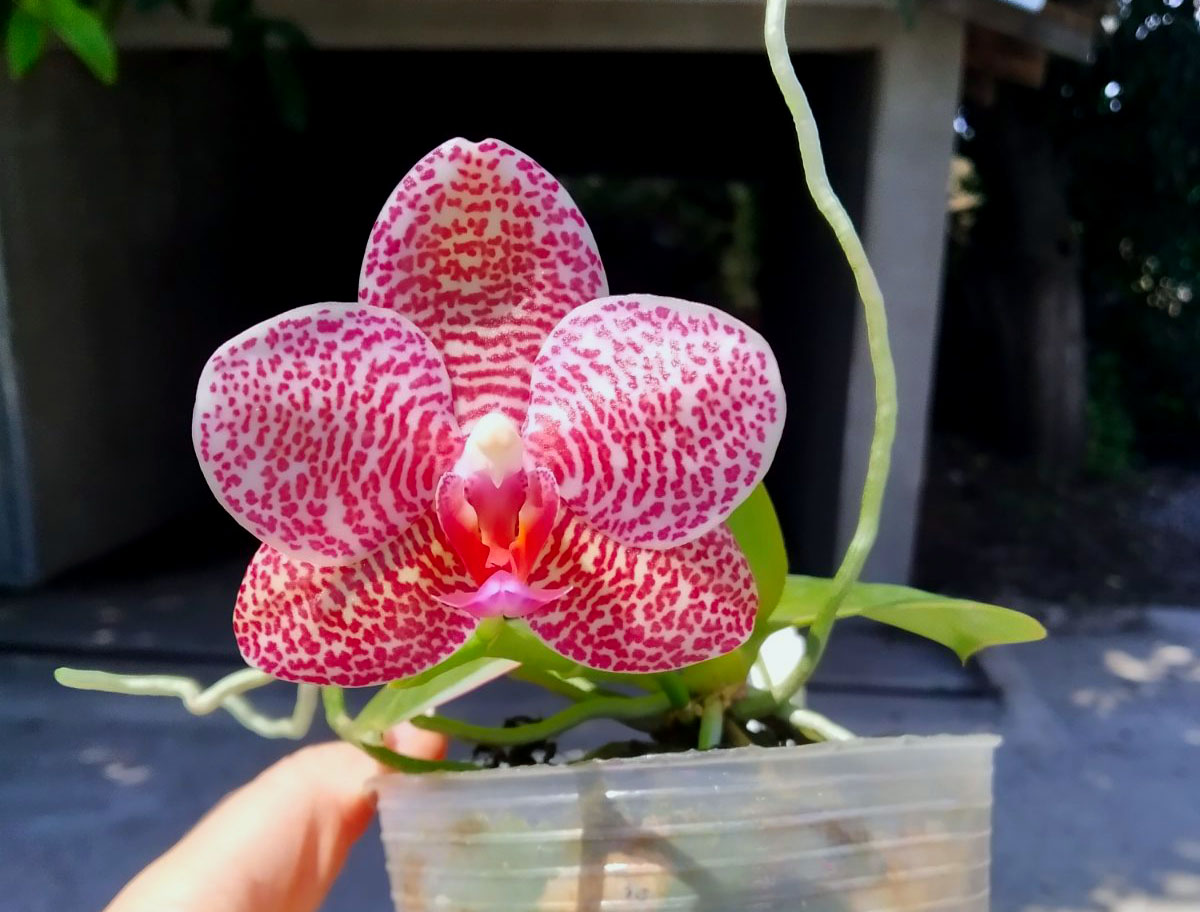 Phalaenopsis 'Red Stingray'.jpg