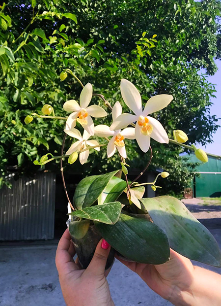Phalaenopsis aphrodite x cochlearis.jpg
