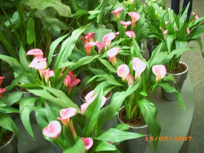 2007 029 м.JPG