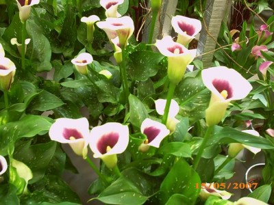 2007 036.JPG