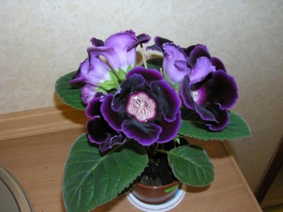 viola09.jpg
