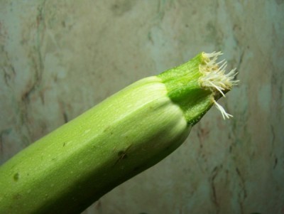 Вот такие чудеса, кабачок дал корни