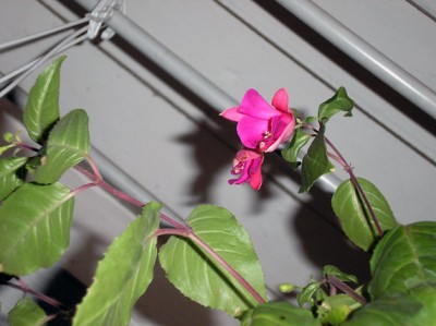 P6150006.jpg