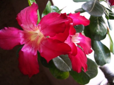adenium tai 2007 06 15.jpg