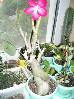 Adenium Fancy 3-4-5priv 2007 06 17.jpg