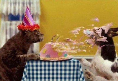 День рождения у кошки.