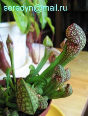 Sarracenia x Scarlet Belle.JPG