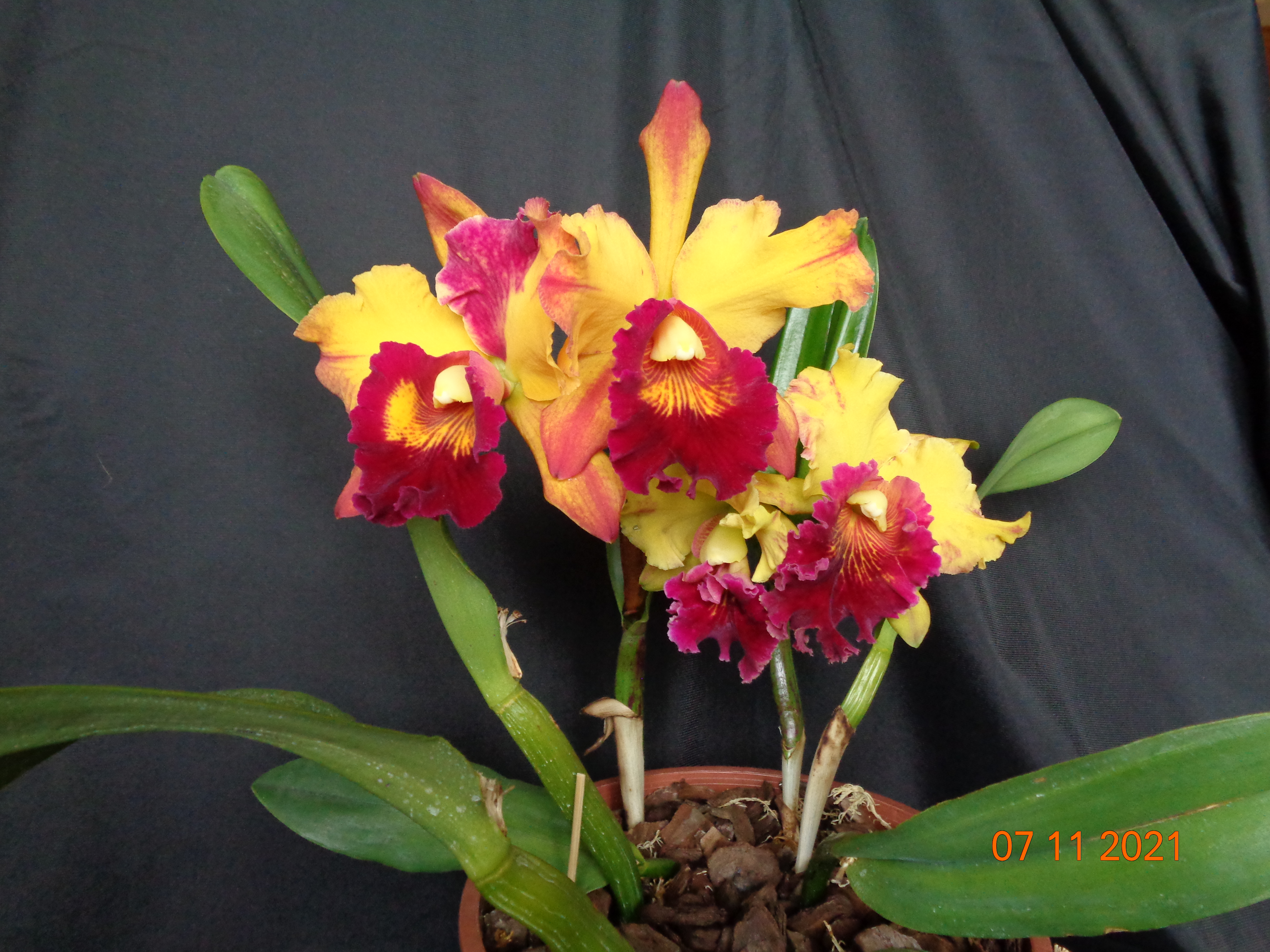 DSC04152.JPG