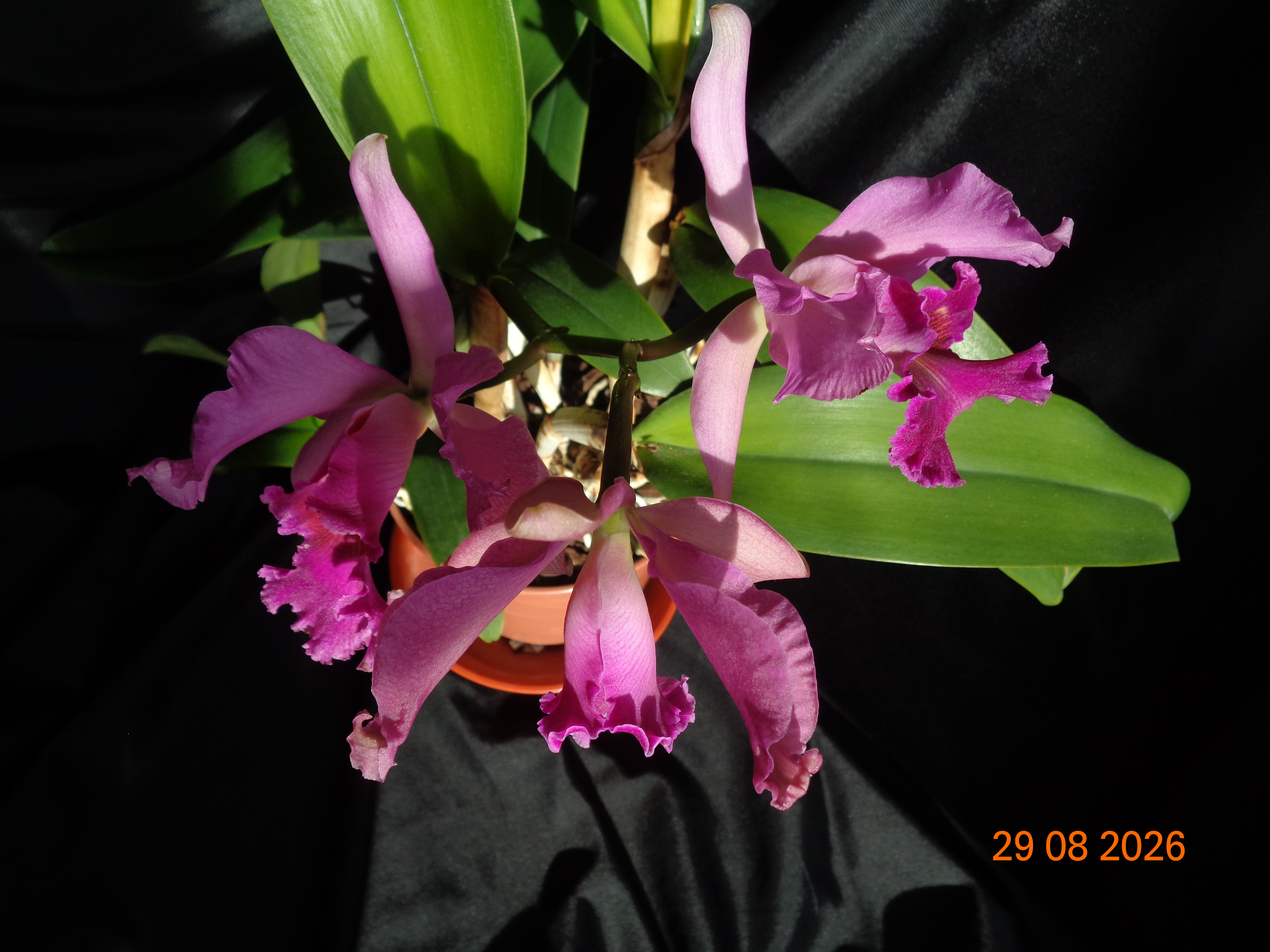 DSC06194.JPG