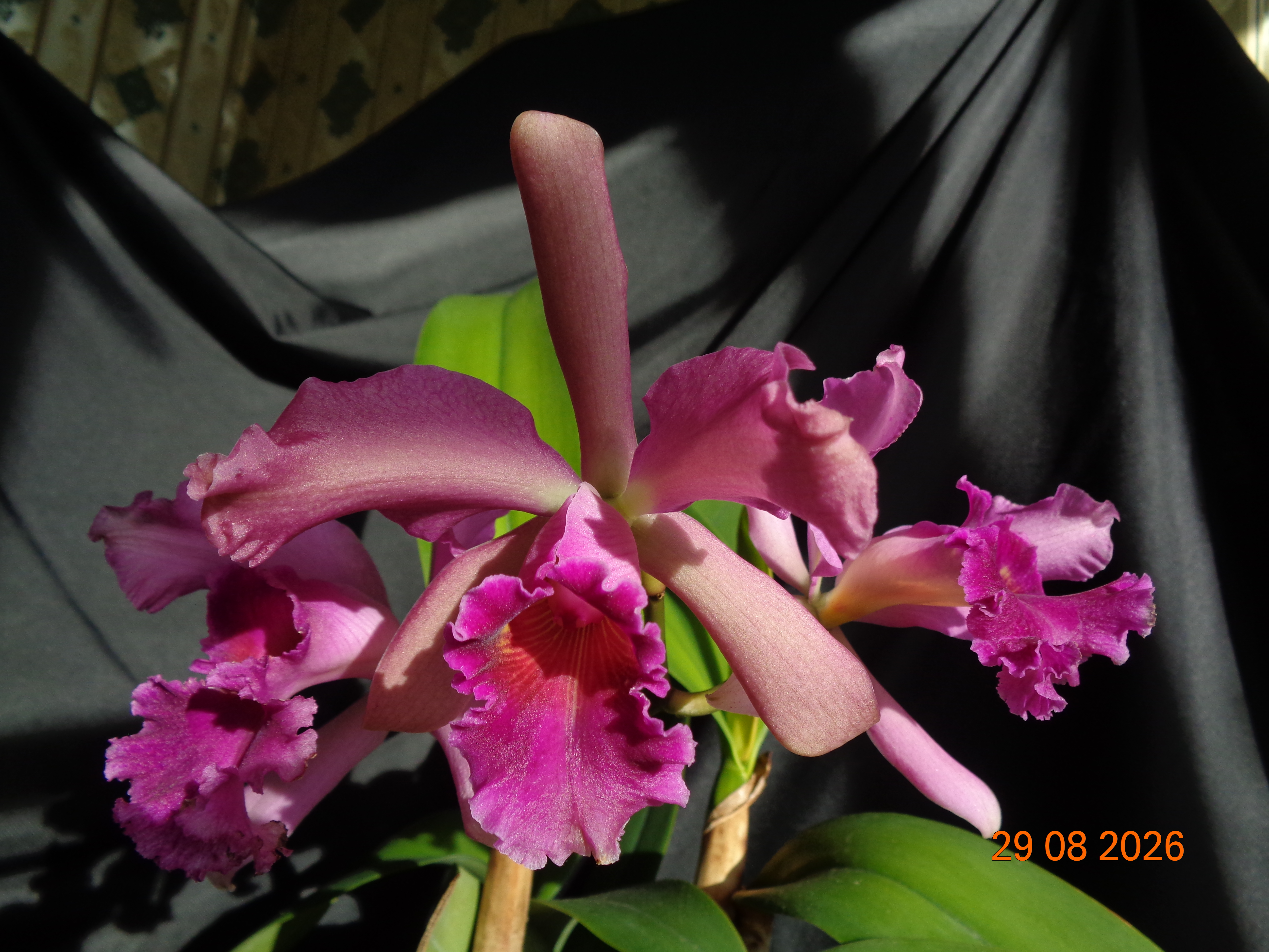 DSC06167.JPG