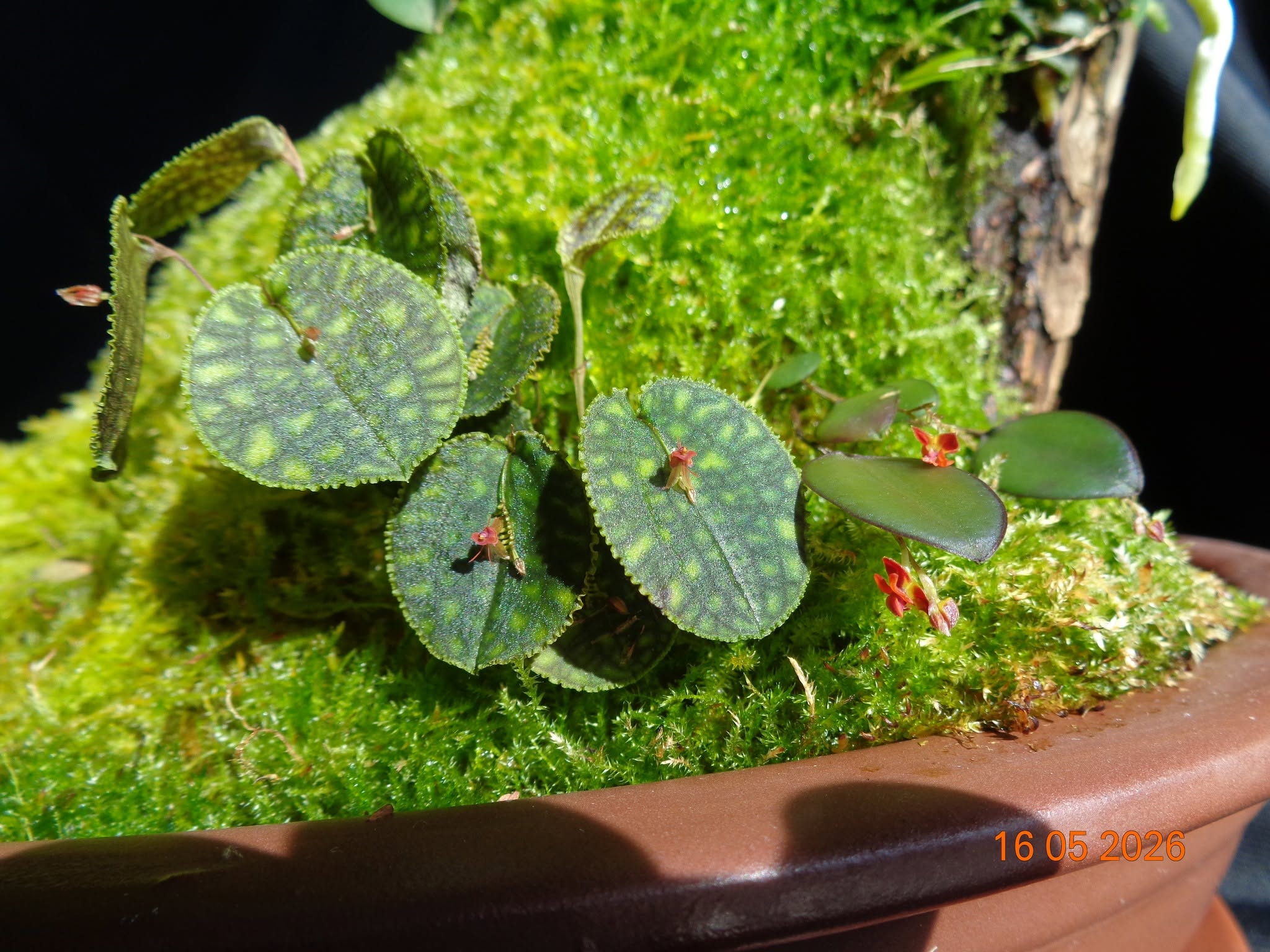 Lepanthes calodictyon  та  Lepanthes tracheia