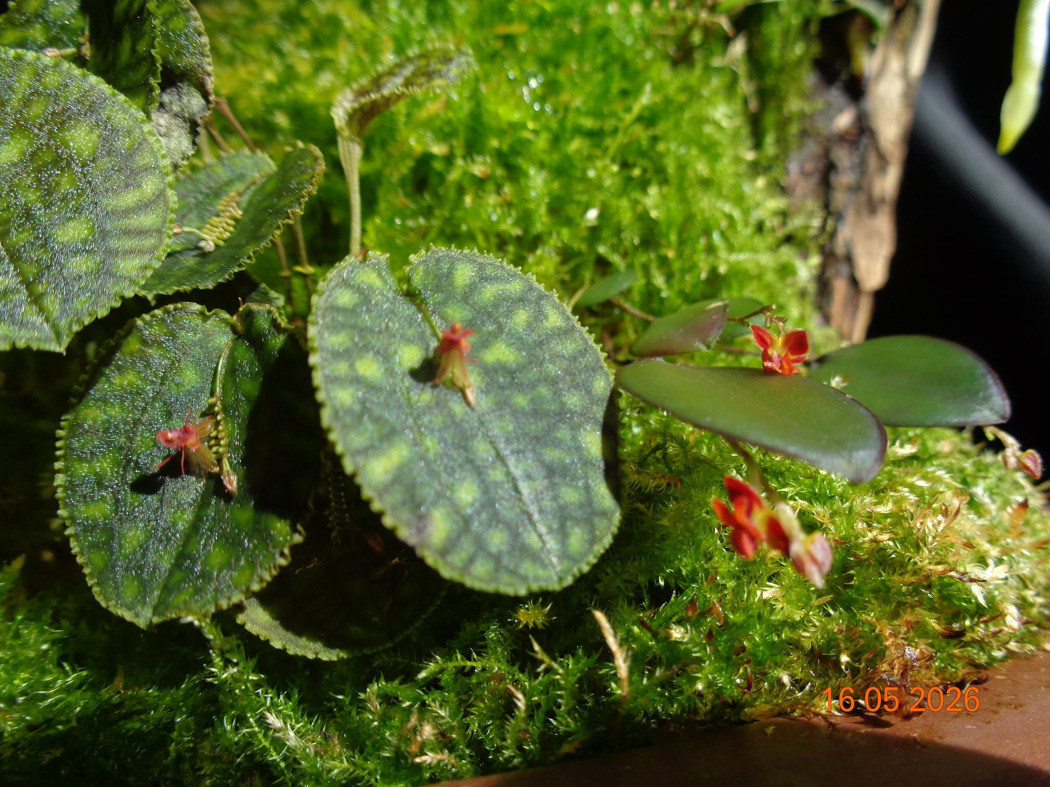 Lepanthes calodictyon  та  Lepanthes tracheia
