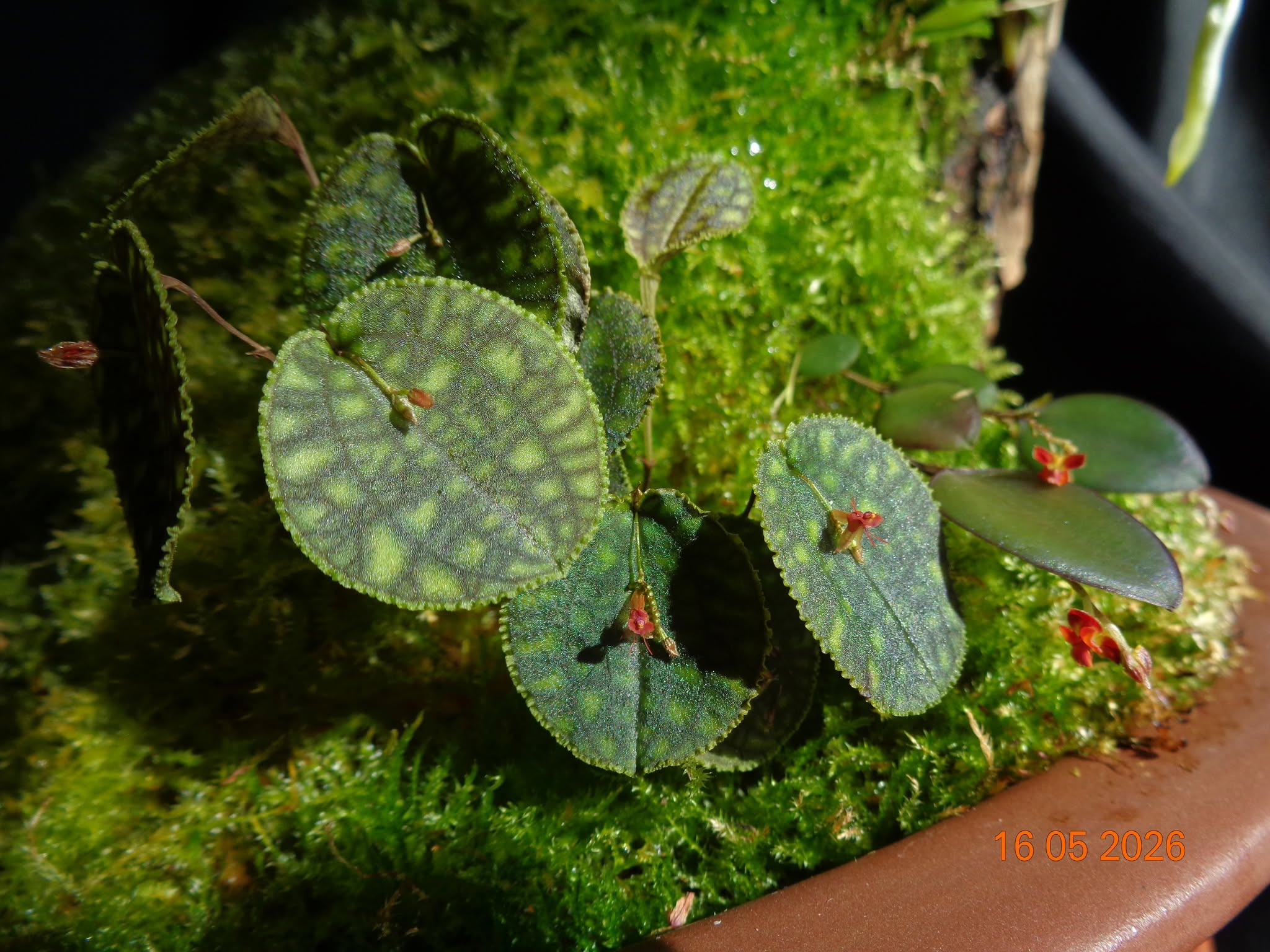 Lepanthes calodictyon  та  Lepanthes tracheia