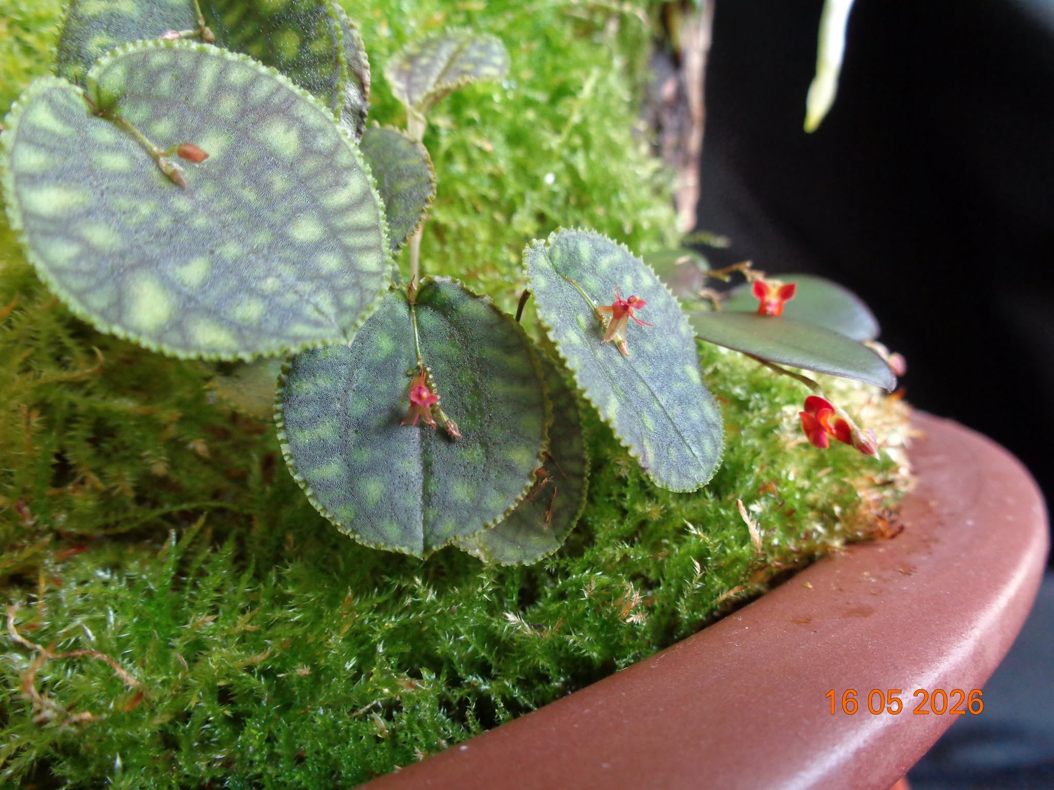 Lepanthes calodictyon  та  Lepanthes tracheia