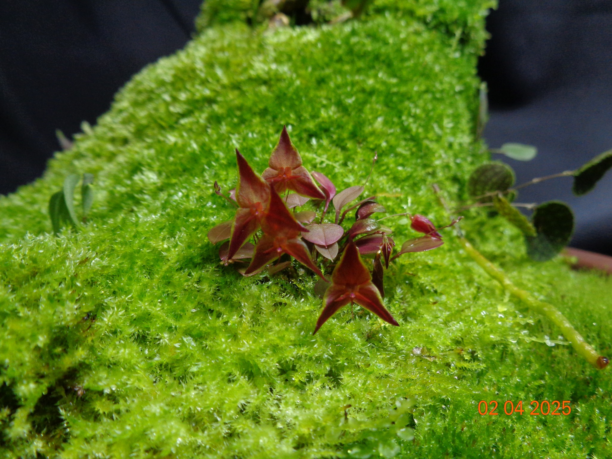 Lepanthes golondrina